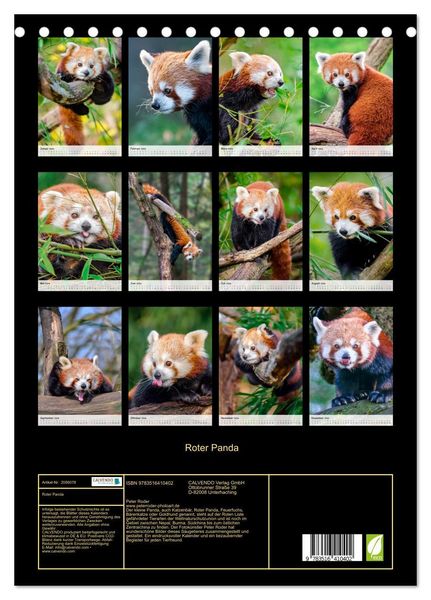Produktbild: Roter Panda (Tischkalender 2026 DIN A5 hoch), CALVENDO Monatskalender