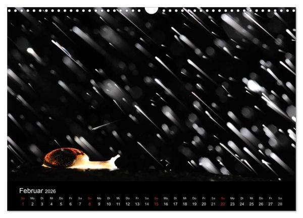 Produktbild: WILD - Tierkalender 2026 (Wandkalender 2026 DIN A3 quer), CALVENDO Monatskalender