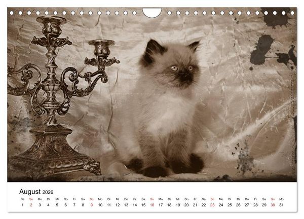 Produktbild: Oma's Katzenkalender 2026 (Wandkalender 2026 DIN A4 quer), CALVENDO Monatskalender