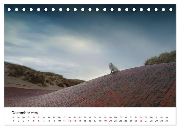 Produktbild: Ein Samojede am Meer (Tischkalender 2026 DIN A5 quer), CALVENDO Monatskalender