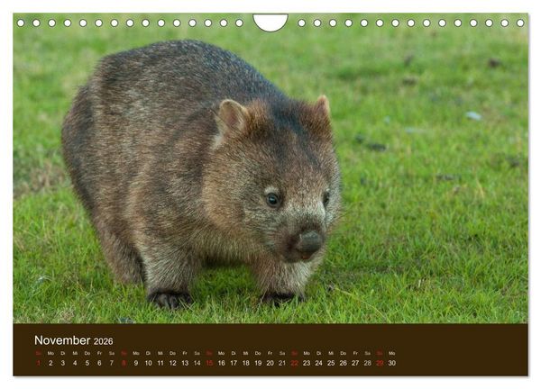 Produktbild: Beuteltiere Australiens (Wandkalender 2026 DIN A4 quer), CALVENDO Monatskalender