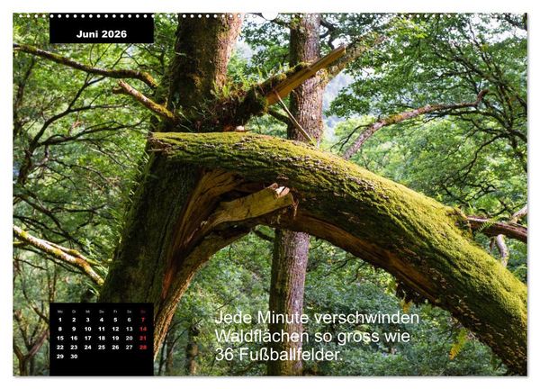 Produktbild: Schlaumeier-Kalender - Thema: Wald (Wandkalender 2026 DIN A2 quer), CALVENDO Monatskalender