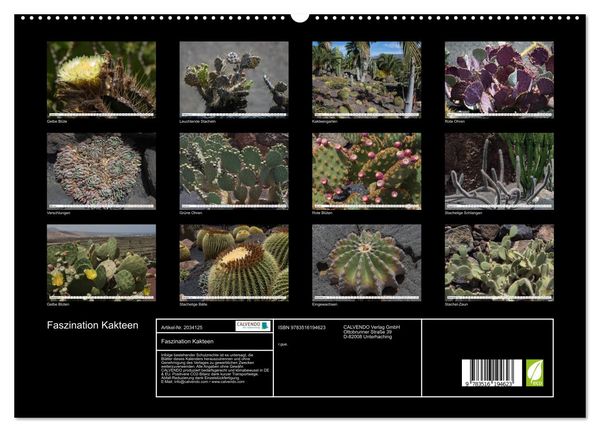 Produktbild: Faszination Kakteen (hochwertiger Premium Wandkalender 2026 DIN A2 quer), Kunstdruck in Hochglanz