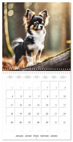 Produktbild: Chihuahuas - Companions for the Whole Year (Wall Calendar 2027 12 &times; 12 Inch) CALVENDO 12 Month Wall Calendar