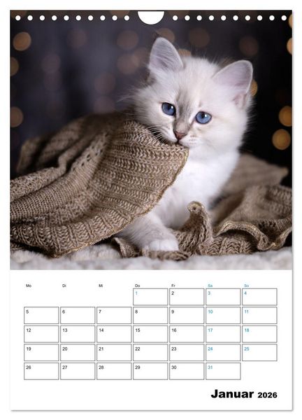 Produktbild: Heilige Birma Kitten - s&uuml;&szlig;e kleine Flauschb&auml;llchen (Wandkalender 2026 DIN A4 hoch), CALVENDO Monatskalender