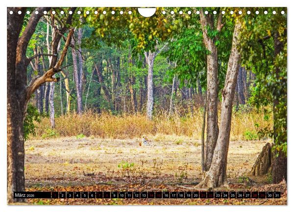Produktbild: Indien - Im Reich des Tigers (Wandkalender 2026 DIN A4 quer), CALVENDO Monatskalender