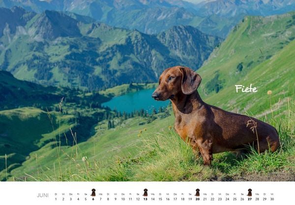 Produktbild: Dackel 2027 Wandkalender Hundekalender