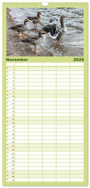 Produktbild: Familienplaner 2026 - Graug&auml;nse in heimischer Umgebung mit 5 Spalten (Wandkalender, 21 x 45 cm) CALVENDO