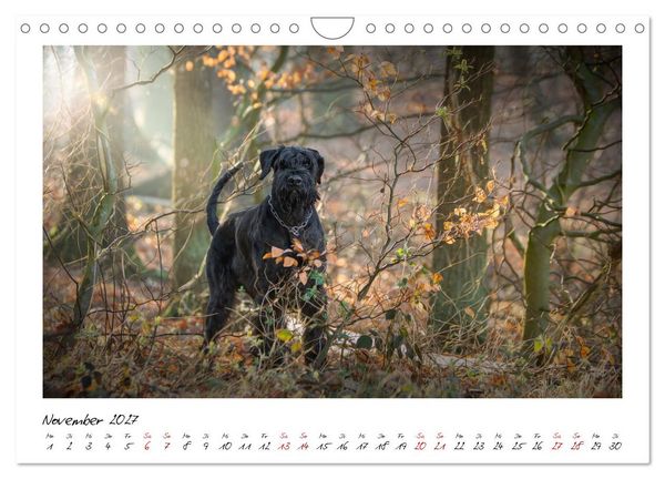 Produktbild: Riesenschnauzer - Herz auf vier Pfoten (Wandkalender 2027 DIN A4 quer), CALVENDO Monatskalender