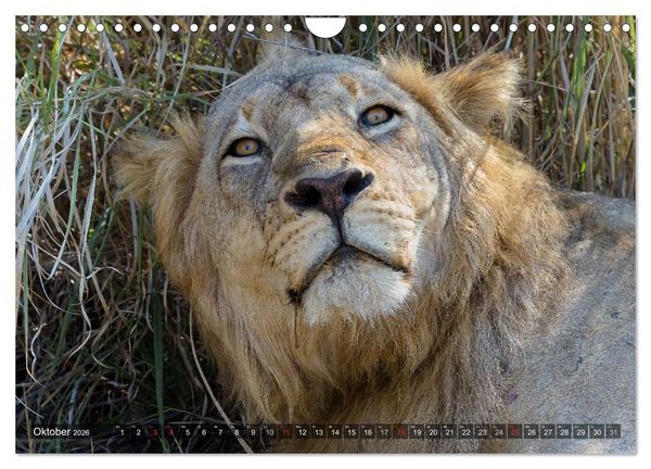 Produktbild: blick kontakt mit tieren im &ouml;stlichen und s&uuml;dlichen afrika (Wandkalender 2026 DIN A4 quer), CALVENDO Monatskalender