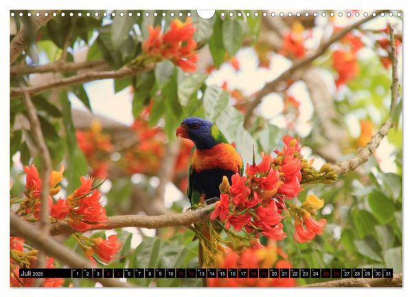 Produktbild: Koala, K&auml;nguru und Co. &ndash; Das wilde Tierreich Australiens (Wandkalender 2026 DIN A3 quer), CALVENDO Monatskalender