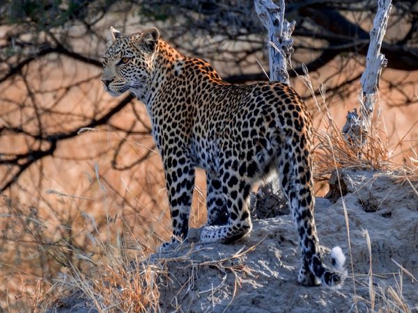 Produktbild: CALVENDO Puzzle Junge Leopardin am fr&uuml;hen Morgen, Moremi Game Reserve | 1000 Teile Lege-Gr&ouml;&szlig;e 64x48cm Foto-Puzzle f&uuml;r gl&uuml;ckliche Stunden
