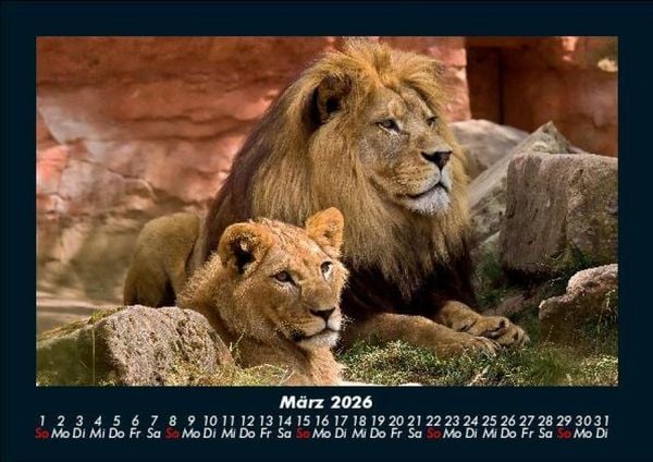 Produktbild: L&ouml;wen in der Wildnis 2026 Fotokalender DIN A5