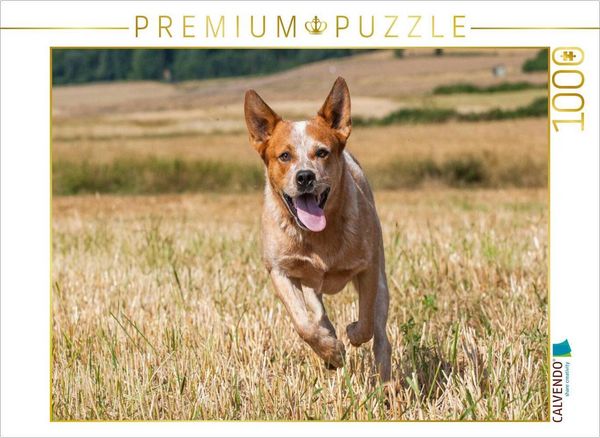 Produktbild: CALVENDO Puzzle Ein Motiv aus dem Kalender Power auf 4 Pfoten. Australian Cattle Dog | 1000 Teile Lege-Gr&ouml;&szlig;e 64x48cm Foto-Puzzle f&uuml;r gl&uuml;ckliche Stunde