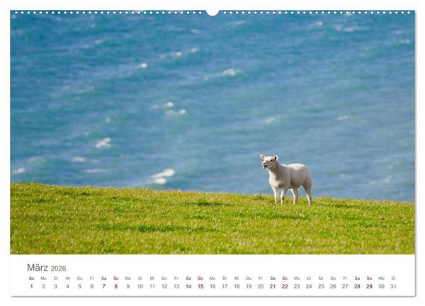 Produktbild: Schafe - Weich und wollig (Wandkalender 2026 DIN A2 quer), CALVENDO Monatskalender