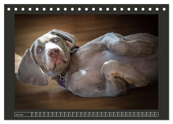 Produktbild: Weimaraner - Ein Welpenjahr (Tischkalender 2026 DIN A5 quer), CALVENDO Monatskalender