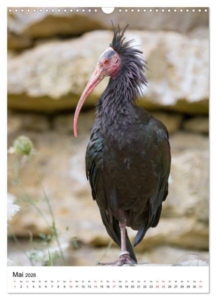 Produktbild: Der Waldrapp - Der etwas andere Vogel (Wandkalender 2026 DIN A3 hoch), CALVENDO Monatskalender