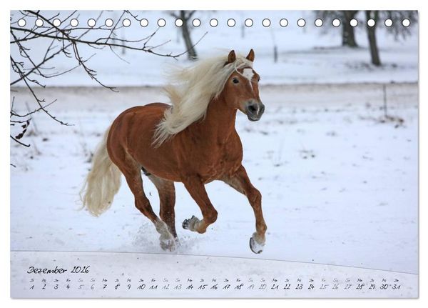 Produktbild: Haflinger-Pferde in Reinzucht (Tischkalender 2026 DIN A5 quer), CALVENDO Monatskalender