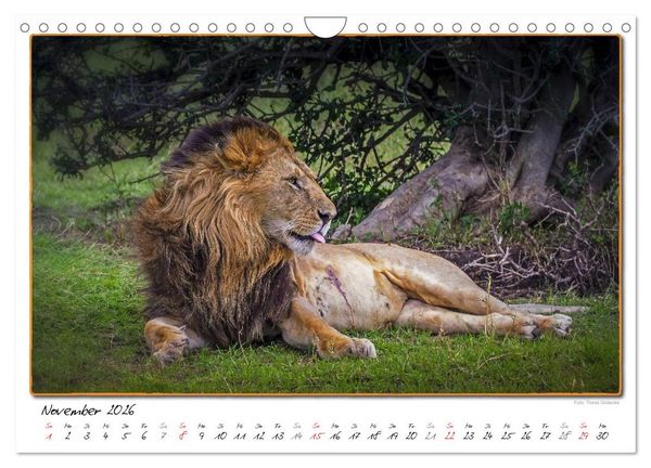 Produktbild: Abenteuer Masai Mara (Wandkalender 2026 DIN A4 quer), CALVENDO Monatskalender