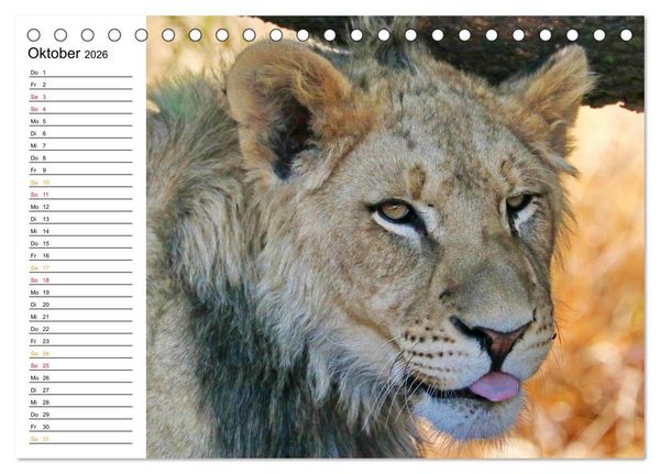 Produktbild: LION KING SELFIES L&ouml;wen hautnah (Tischkalender 2026 DIN A5 quer), CALVENDO Monatskalender