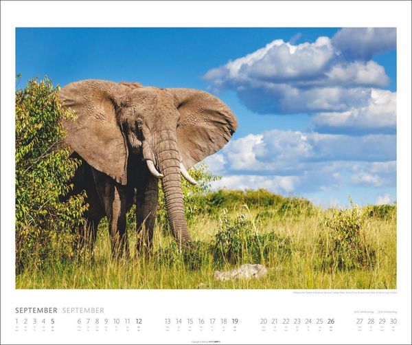 Produktbild: Elefanten Kalender 2027