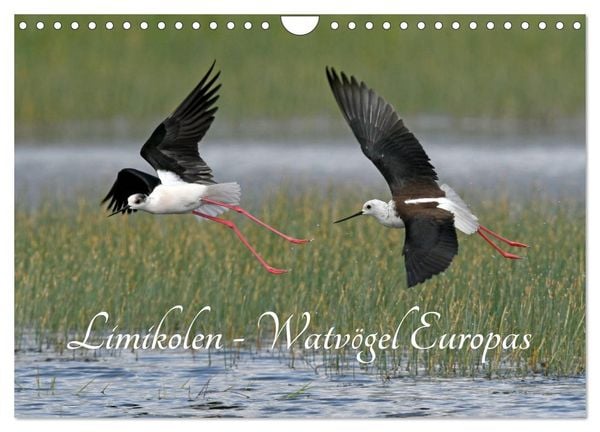 Produktbild: Limikolen - Watv&ouml;gel Europas (Wandkalender 2026 DIN A4 quer), CALVENDO Monatskalender