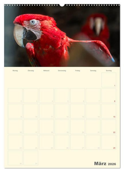 Produktbild: Kunterbunter Papageien-Planer (hochwertiger Premium Wandkalender 2026 DIN A2 hoch), Kunstdruck in Hochglanz