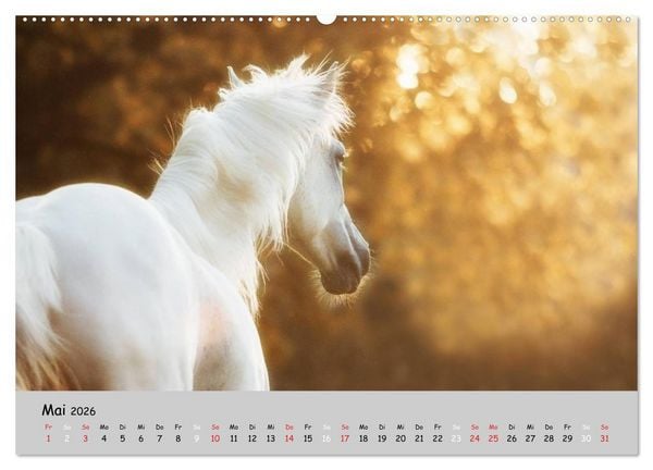 Produktbild: Pferde - Anmut und St&auml;rke gepaart mit Magie (Wandkalender 2026 DIN A2 quer), CALVENDO Monatskalender