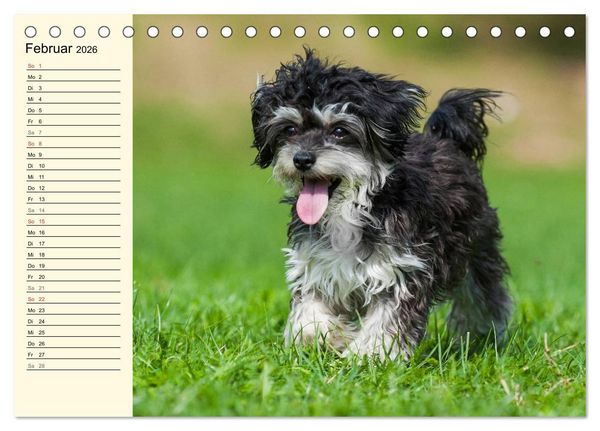 Produktbild: Kobolde auf 4 Pfoten - Bolonka Zwetna (Tischkalender 2026 DIN A5 quer), CALVENDO Monatskalender