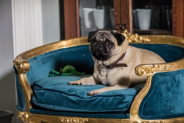 Produktbild: Ein Mops zum Verlieben