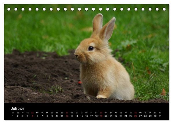 Produktbild: Meerschweinchen und Zwergkaninchen (Tischkalender 2026 DIN A5 quer), CALVENDO Monatskalender