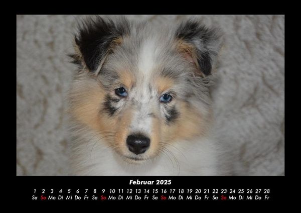 Produktbild: Hundezauber 2025 Fotokalender DIN A3