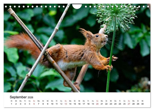 Produktbild: Eichh&ouml;rnchen - Kleine Kobolde im Roten Pelz (Wandkalender 2026 DIN A4 quer), CALVENDO Monatskalender