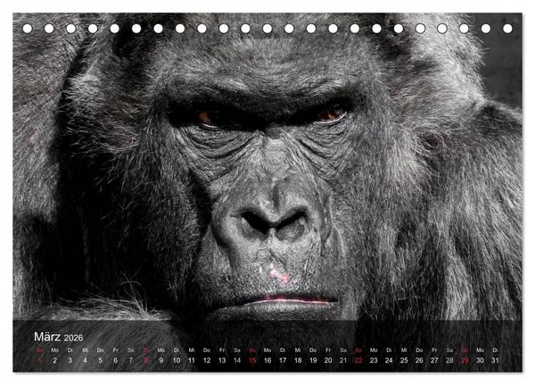Produktbild: Gorillas. Friedliebende Kraftpakete (Tischkalender 2026 DIN A5 quer), CALVENDO Monatskalender