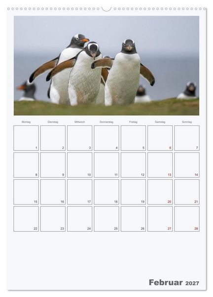 Produktbild: Alltag bei den Pinguinen auf Falkland (Wandkalender 2027 DIN A2 hoch), CALVENDO Monatskalender