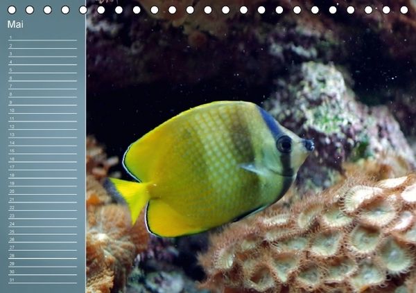 Produktbild: Bunte Riffbewohner - Fische, Anemonen und noch viel mehr (Tischkalender immerw&auml;hrend DIN A5 quer)