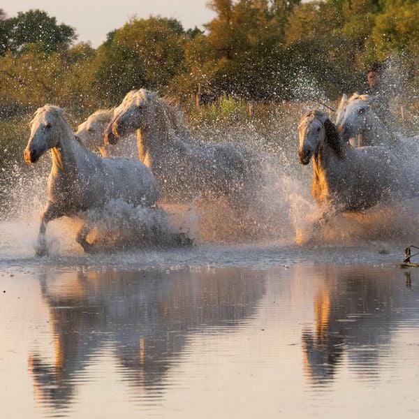 Produktbild: Pferde / Horses 2027