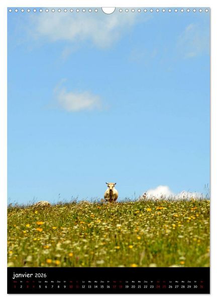 Produktbild: Vaches d'Aubrac (Calendrier mural 2026 DIN A3 horizontal), CALVENDO calendrier mensuel
