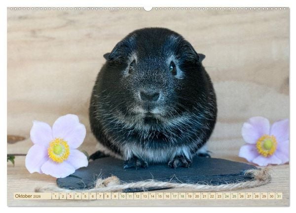 Produktbild: MEERSCHWEINCHEN neugierig - s&uuml;&szlig; - liebenswert (Wandkalender 2026 DIN A2 quer), CALVENDO Monatskalender