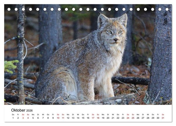 Produktbild: Alaska und West-Kanada (Tischkalender 2026 DIN A5 quer), CALVENDO Monatskalender