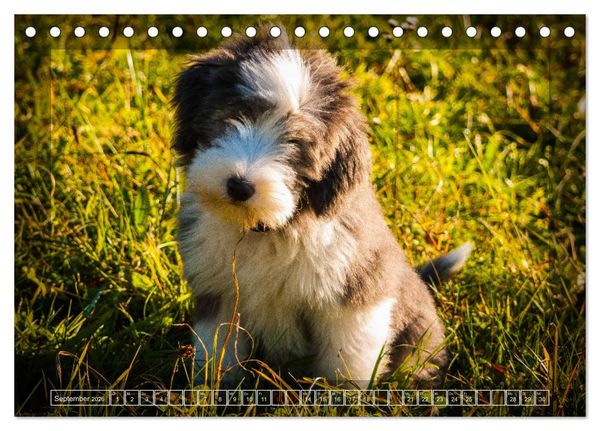 Produktbild: Bearded Collie, mein Freund (Tischkalender 2026 DIN A5 quer), CALVENDO Monatskalender