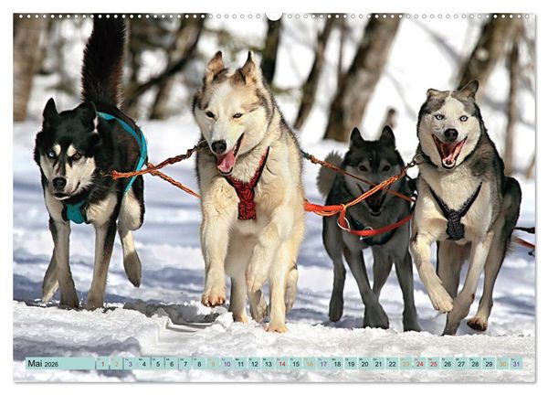 Produktbild: Huskies - Tolle Gef&auml;hrten (Wandkalender 2026 DIN A2 quer), CALVENDO Monatskalender