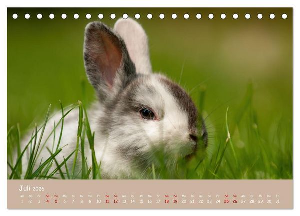 Produktbild: Flauschige Fellkn&auml;uel (Tischkalender 2026 DIN A5 quer), CALVENDO Monatskalender