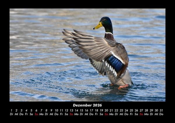 Produktbild: Enten 2026 Fotokalender DIN A3