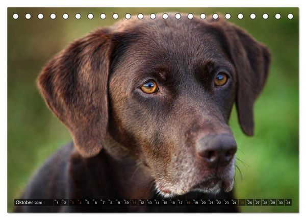 Produktbild: Labrador Retriever - Jagdhund mit Charme (Tischkalender 2026 DIN A5 quer), CALVENDO Monatskalender