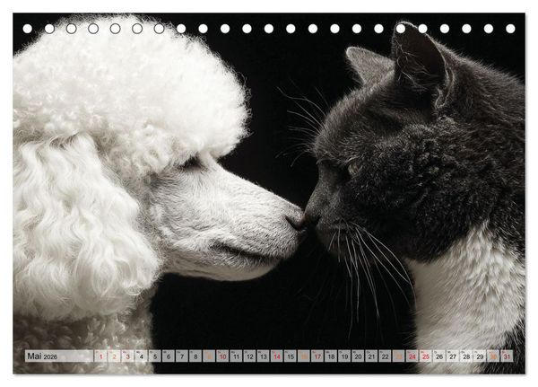 Produktbild: Hund und Katze - Tierische Freunde (Tischkalender 2026 DIN A5 quer), CALVENDO Monatskalender