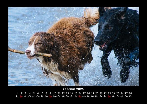 Produktbild: Der Hundekalender 2025 Fotokalender DIN A3