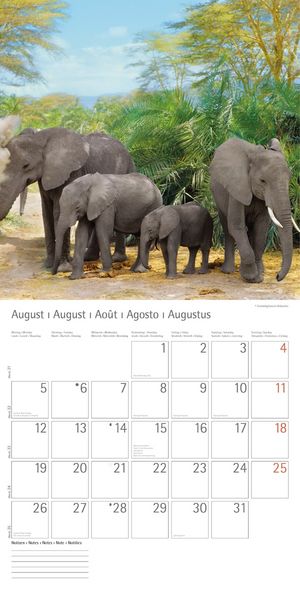 Produktbild: Elefanten - T & C-Kalender 2013