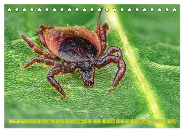 Produktbild: Extreme Makroaufnahmen - Insekten so nah wie nie (Tischkalender 2026 DIN A5 quer), CALVENDO Monatskalender