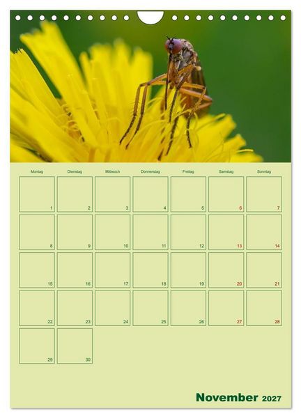 Produktbild: Die Welt der Insekten (Wandkalender 2027 DIN A4 hoch), CALVENDO Monatskalender